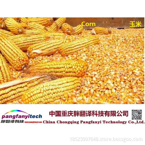Natural Tasty Healthy Self-produced Corn